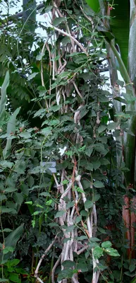 Коллекции растений ЦСБС СО РАН - Jasminum sambac (L.) Aiton – Жасмин самбак