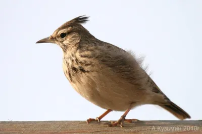 Хохлатый жаворонок (Galerida cristata) Crested Lark - Жаворонковые  (Alaudidae) - Воробьеобразные Passeriformes - Классификатор птиц Таганрога  и Неклиновского района - Птицы Ростовской обл.В основе-Птицы  Таганрога/Некл.р-на