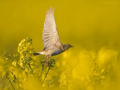 Фото Полевой жаворонок в полете, на фоне желтых цветов, фотограф Darius  Babelis