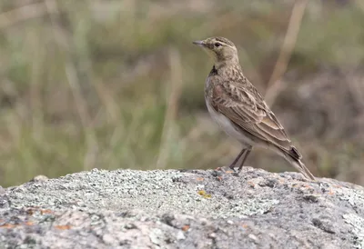 Рогатый жаворонок (peregrina) - eBird