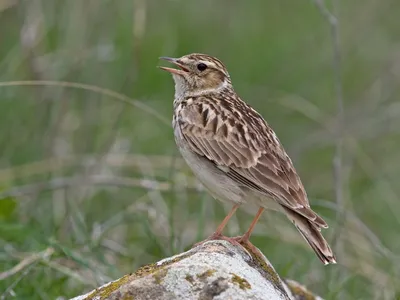 Воробьеобразные Passeriformes \u003e Жаворонковые (Alaudidae) \u003e Лесной жаворонок