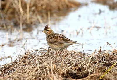 Полевой жаворонок Alauda arvensis Eurasian Sky Lark