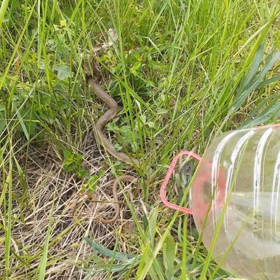 Огромного полоза заметили в селе Ставрополья | Своё ТВ