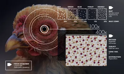 https://www.bbc.com/russian/science/2011/09/110916_eyelid_marks_heart_disease