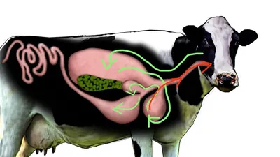 Желудок коровы фото