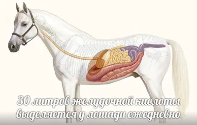 Особенности лошадей: пищеварительная система. | Коноблог: Алиса и Медея |  Дзен