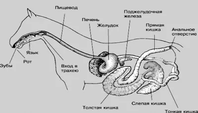 Be: Natu Vetmash 1 кг Корм для лошадей/каша для лечения и профилактики  нарушений ЖКТ — купить в интернет-магазине по низкой цене на Яндекс Маркете