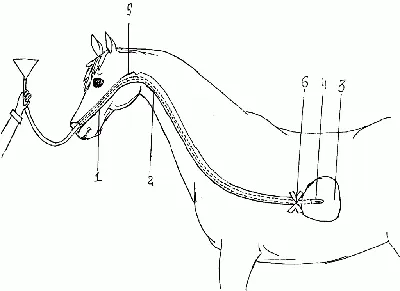 Принципы дифференциальной диагностики при коликах у лошадей /Principles of  differential diagnosis for equine colic