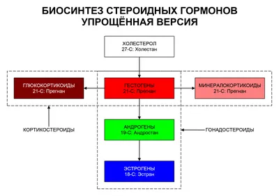 Orer.am | Умопомрачительные барышни до и после стероидов (Фото)