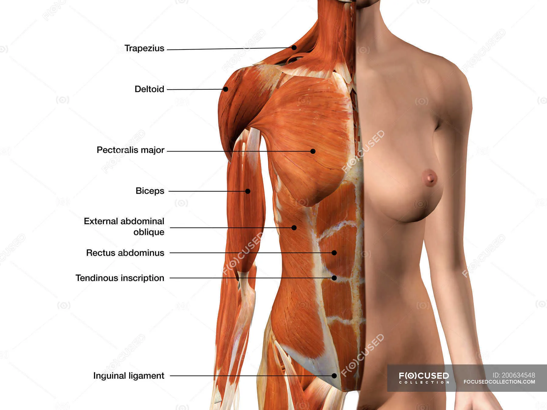 Части тела на груди. Мышцы женской грудной клетки. Мышцы грудины анатомия женщины. Грудные мышцы у женщин анатомия. Мышцы груди у женщин.
