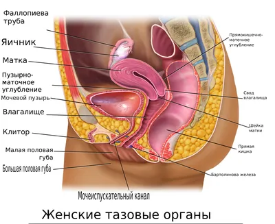 Файл:Blausen 0400 Женские тазовые органы 02-ru.png — Википедия