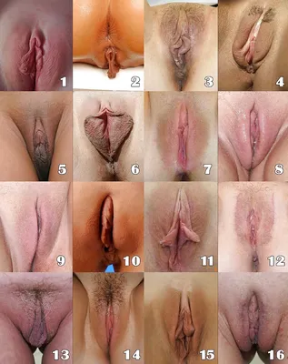 Виды женских писек (80 фото) - секс и порно chohanpohan.com