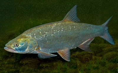 Картинка Жерех » Речная рыба » Рыба » Животные » Картинки 24 - скачать  картинки бесплатно