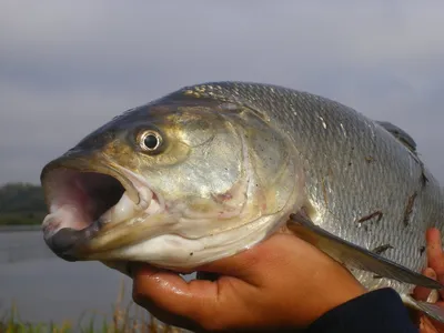 Стаття про рибу жерех - Rivnefish