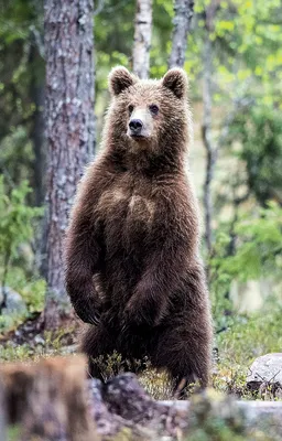 Якутянка стала жертвой нападения медведя — Yakutia-daily.ru