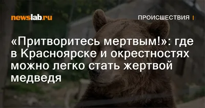 Нападение медведя на туристов в Ергаках: 16-летний подросток погиб в лапах  медведя, пытаясь заработать денег - 23 июня 2021 - 29.ru