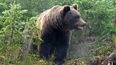 Нападение медведя Магадан: в Магадане медведь загрыз человека, количество  жертв на 19 июня 2023 - KP.RU