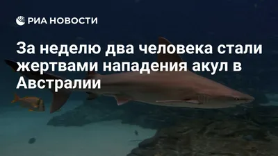 В каких морях и на каких курортах мира водятся акулы, убивающие туристов -  Hi-News.ru