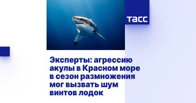 BB.lv: У берегов Нью-Йорка акулы аномально стали сбиваться в стаи и  нападать на людей