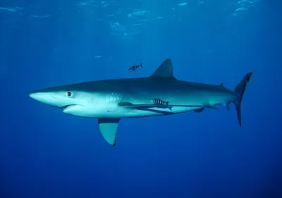 Гигантскую акулу🦈 выбросило на берег🌊 Он стал жертвой микроскопического  убийцы. | ORIGINS TV | Дзен