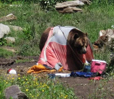 Медведь загрыз и скальпировал человека на Камчатке — Новости  Санкт-Петербурга › MR-7.ru