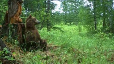 Состояние вахтовиков подвергшихся нападению медведя в Якутии оценивается  как средней степени тяжести | 11.11.2023 | Якутск - БезФормата