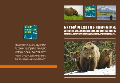 Сахалинские лесничие предупредили о начале гона у бурого медведя - Новости  Сахалинской области - astv.ru