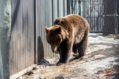 В Румынии расплодились медведи и нападают на людей - BBC News Русская служба