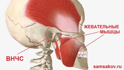 Значение жевательных мышц для жевания и здоровья полости рта