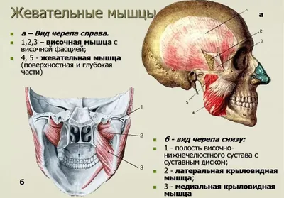 Значение жевательных мышц для жевания и здоровья полости рта