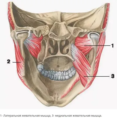 жевательные мышцы | Массаж.ру