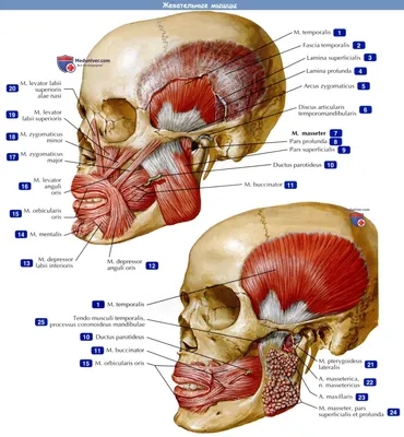 Стоматолог Татьяна Бондарева - ЖЕВАТЕЛЬНЫЕ МЫШЦЫ И СТАРЕНИЕ ЛИЦА Абрис  нашего лица составляют височная и жевательные мышцы. От них зависит не  только процесс жевания, но и молодость нашего лица, отсутствие морщин.  Височная