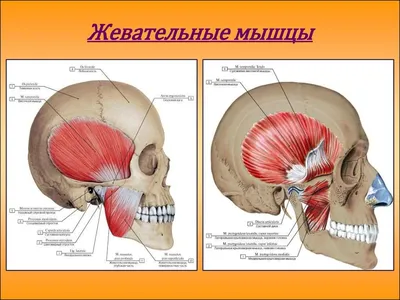 Как расслабить жевательные мышцы лица | Faceguru | Дина Писаревская | Дзен