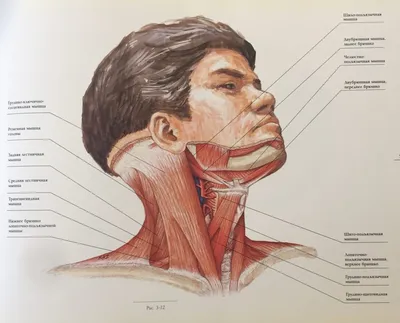 Знакомьтесь — жевательные мышцы.... - Медицинский центр ROSH | Facebook