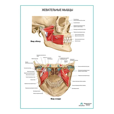 Учебный центр Татьяны Шубиной on Instagram: \"Жева́тельные мы́шцы (лат.  Musculi masticatorii) — мышцы головы, которые обеспечивают процесс жевания.  Выделяют 4 жевательные мышцы: * Жевательная мышца * Височная мышца *  Медиальная крыловидная мышца *
