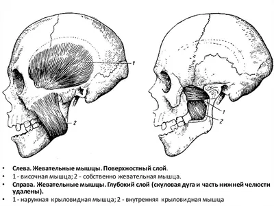 Жевательные мышцы. Вид сбоку плакат глянцевый А1/А2 купить по цене  производителя | Заказать оптом и в розницу с доставкой по России |  Интернет-магазин Vilmed