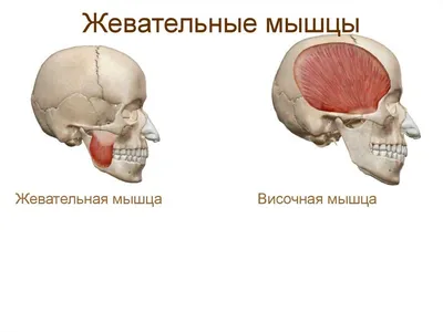 olga_rostik - ЖЕВАТЕЛЬНЫЕ МЫШЦЫ И БРЫЛИ. 🔶Спазм или гипертонус - это  напряжение в мышцах. 🔶Гипотонус - ослабленная мышца. Итак одной из причин  возникновения брылей является гипер или гипотонус жевательных мышц . ✓