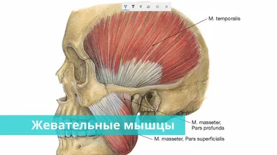 Фейспластика Остеопатия Телесная терапия on Instagram: \"🤯 Как жевательные  мышцы деформируют лицо? Жевательные мышцы не только одни из самых сильных  мышц в нашем теле, но еще и зачастую самые спазмированные. Они образуют