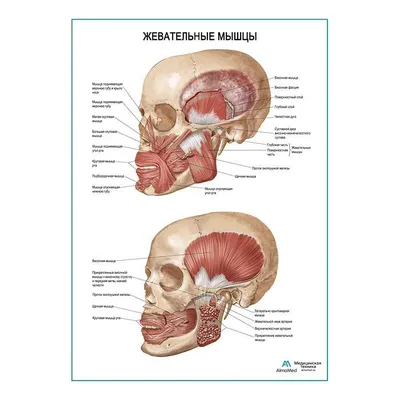 Жевательные мышцы (анатомия человека) плакат глянцевый А2+, плотная  фотобумага от 200г/м2 - купить с доставкой по выгодным ценам в  интернет-магазине OZON (281327093)