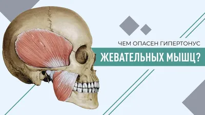 Жевательные мышцы | Мышцы, Медицина, Преподавание биологии