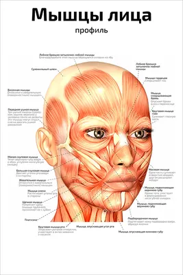 КОСМЕТОЛОГ АСТАНА. ХИРУРГ. on Instagram: \"Жевательные мышцы - эпицентр  возрастных изменений на лице. Ботулотоксин способен сузить лицо за счёт  того, что он расслабляет жевательные мышцы (листай карусель) ВСЁ, ЧТО  НЕОБХОДИМО ЗНАТЬ О