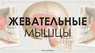 Жевательные мышцы (Musculi masticatorii) / Анатомия / Топографическая  Анатомия | 🩺Илья Сапотницкий💊 | Дзен