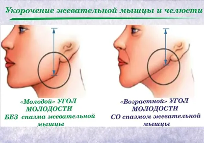 Жевательные мышцы: строение и функции - видео на ресурсе Belodent