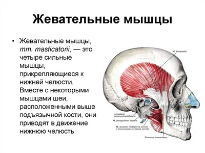 Жевательные мышцы. Если они проблемные, то... Что? | Вылечимся сами | Дзен