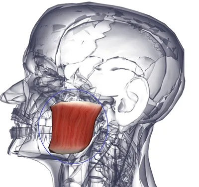 Знакомьтесь — жевательные мышцы.... - Медицинский центр ROSH | Facebook