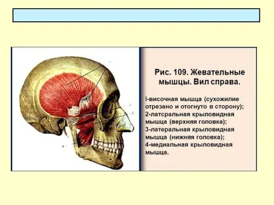 Жевательные мышцы фотографии