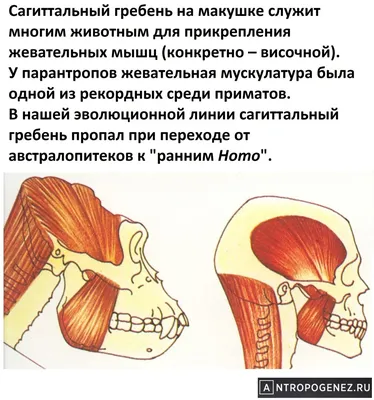 Как расслабить жевательные мышцы лица | Faceguru | Дина Писаревская | Дзен