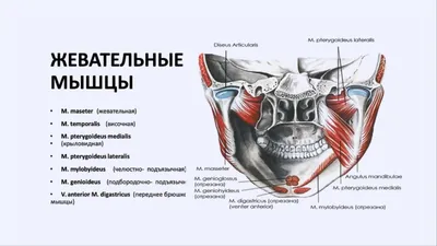 Жевательная мышца | Массаж.ру