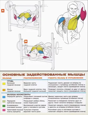 Жим лежа – техника правильного выполнения, как подготовиться и какие  упражнения выполнять перед жимом - Будьте здоровы! - Блоги - Sports.ru