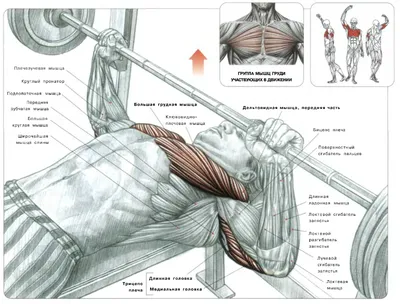 Жим штанги лежа - правильная техника, ошибки | BUILDBODY magazine